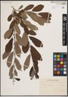 Foto von Salix aurita L. x Salix cinerea L. x Salix lapponum L.